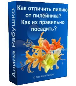 Бесплатный видеоурок Как отличить лилию от лилейника? Как их правильно посадить? (Алина Рабушко)