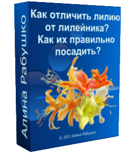Бесплатный видеоурок Как отличить лилию от лилейника? Как их правильно посадить? (Алина Рабушко)