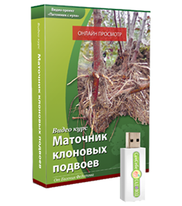 Видеокурс Маточник клоновых подвоев (Евгений Федотов, Сам себе садовод)